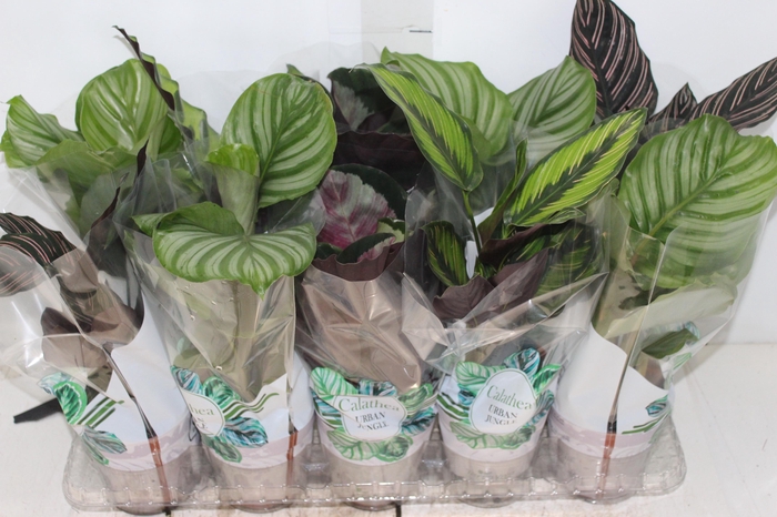 <h4>CALATHEA P12 VARIADO</h4>