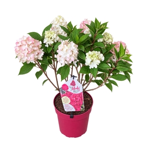 Hydrangea paniculata