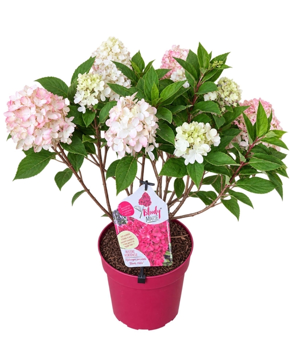 <h4>Hydrangea paniculata</h4>