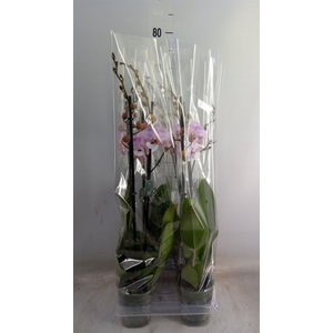 Phalaenopsis   ...rose