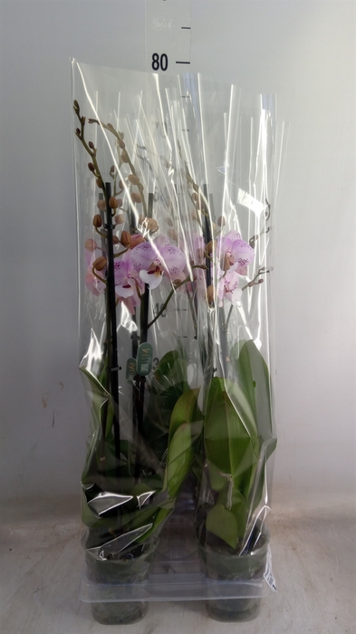 <h4>Phalaenopsis   ...rose</h4>