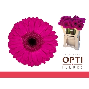 Gerbera Bon Dia Water