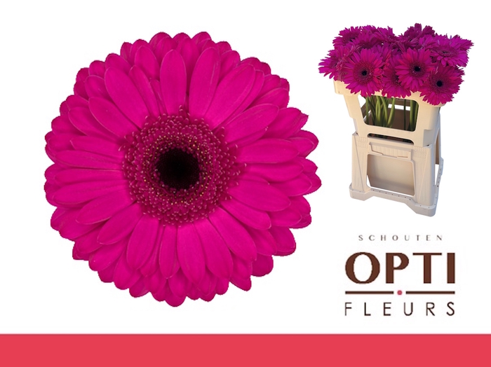 <h4>Gerbera Bon Dia Water</h4>