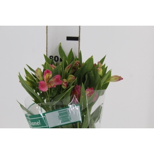 ALSTROEMERIA CHANEL 080 CM