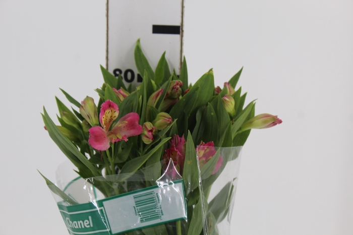 <h4>ALSTROEMERIA CHANEL 080 CM</h4>