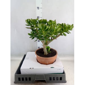 Crassula ovata