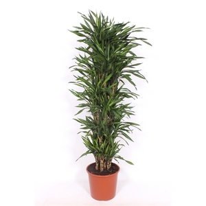 Dracaena fragrans Riki