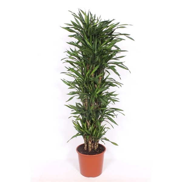 <h4>Dracaena Riki</h4>