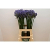 Agapanthus 'Blue Heaven'