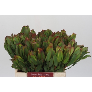Leucadendron Laurel Yellow