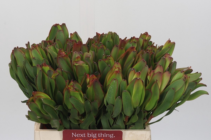 <h4>Leucadendron Laurel Yellow</h4>
