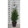 Thuja O Brabant