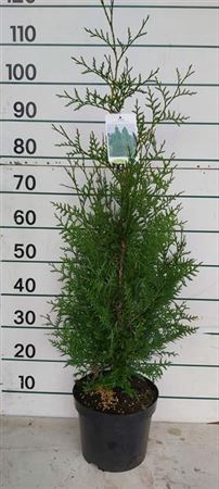 Thuja O Brabant