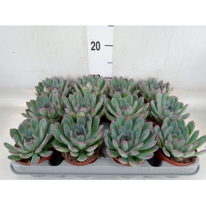 Echeveria  'Apus'