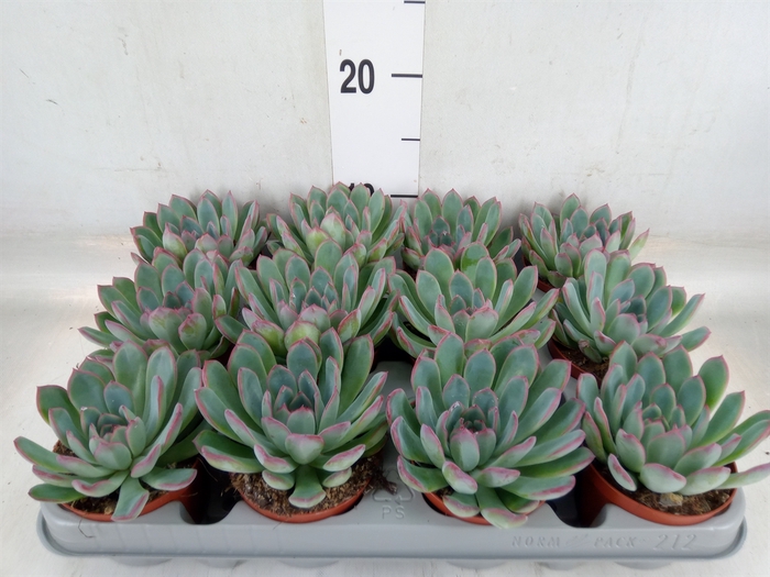 <h4>Echeveria  'Apus'</h4>