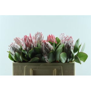 Protea Cynaroides
