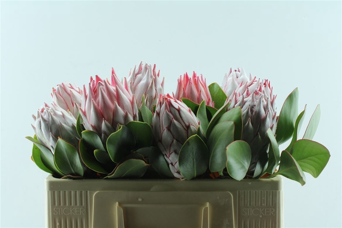 <h4>Protea Cynaroides</h4>