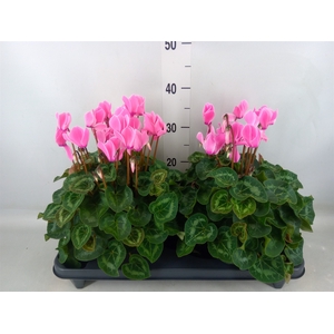 Cyclamen GR 'XL'