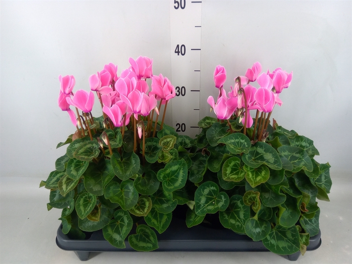 <h4>Cyclamen GR 'XL'</h4>