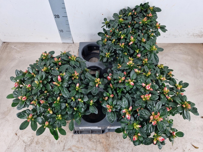 <h4>RHODO SI OV</h4>