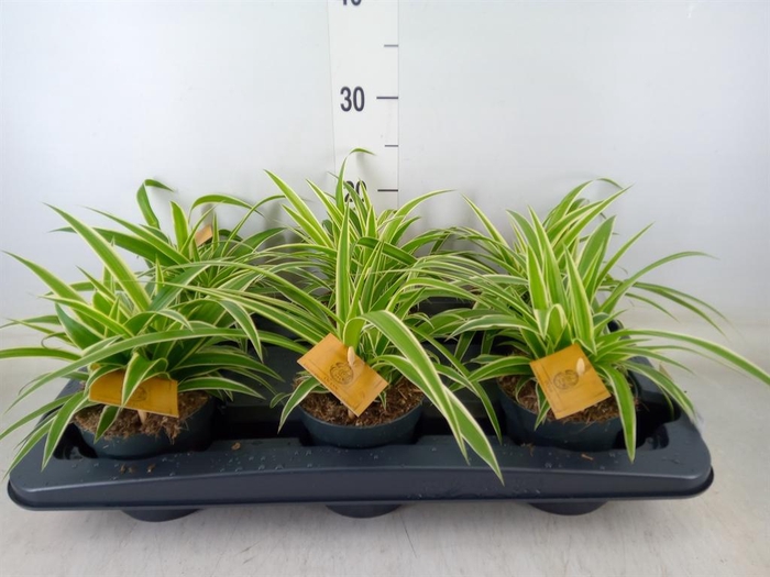 <h4>Chlorophytum com. 'Ocean'</h4>