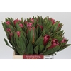 Protea Brenda