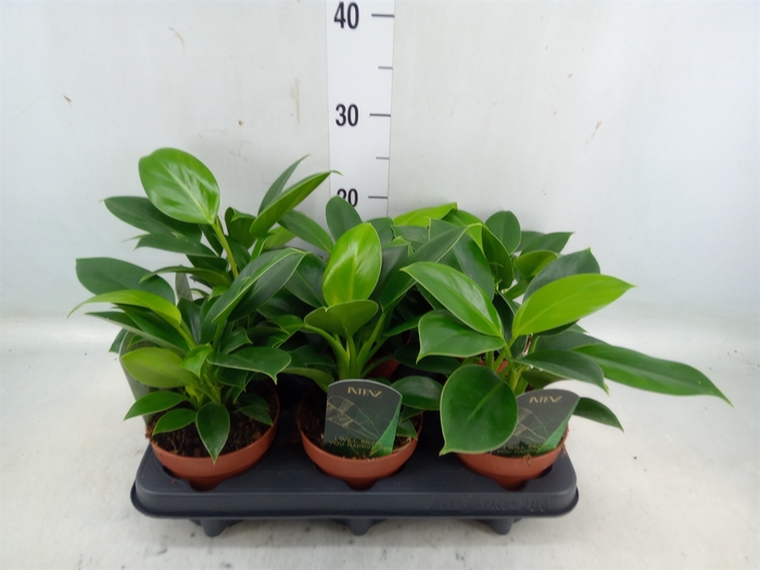 <h4>Philodendron  'Green Princess'</h4>