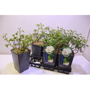 Rosa Baby Schneewittchen