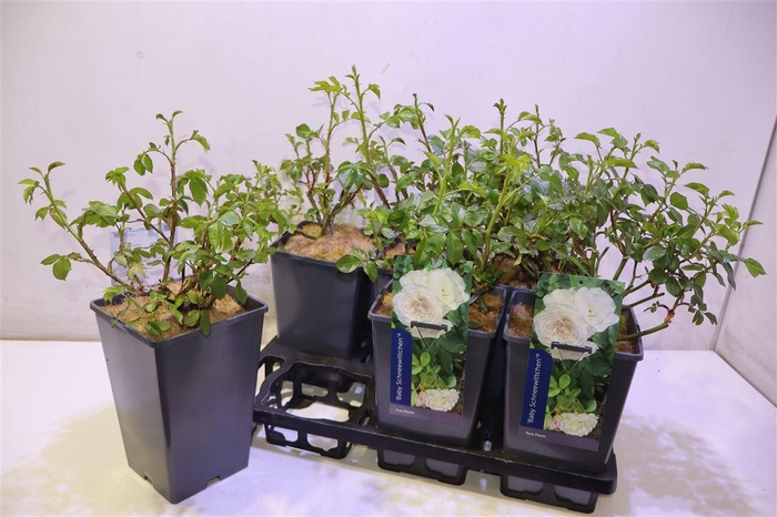 <h4>Rosa Baby Schneewittchen</h4>