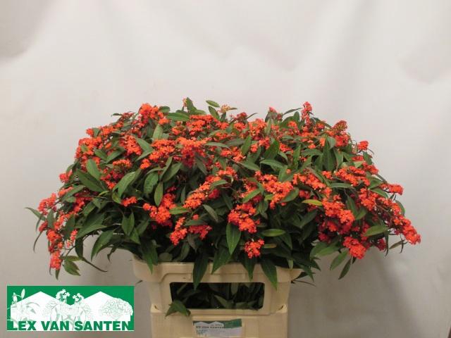 <h4>EUPH F T MARIELLE</h4>