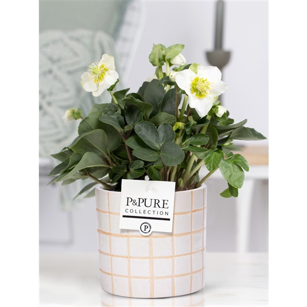 <h4>1st class Helleborus "Xmas C." in P&PURE Tirza ceramics</h4>