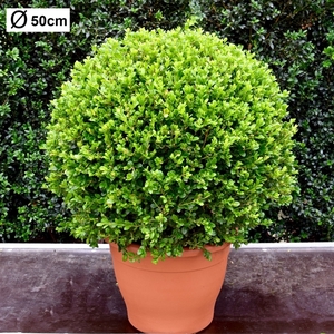 Buxus microphylla 'Faulkner' 50cm bol