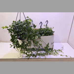 Hed He Shamrock In Hangpot