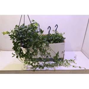 arr8 Hed He Shamrock In Hangpot