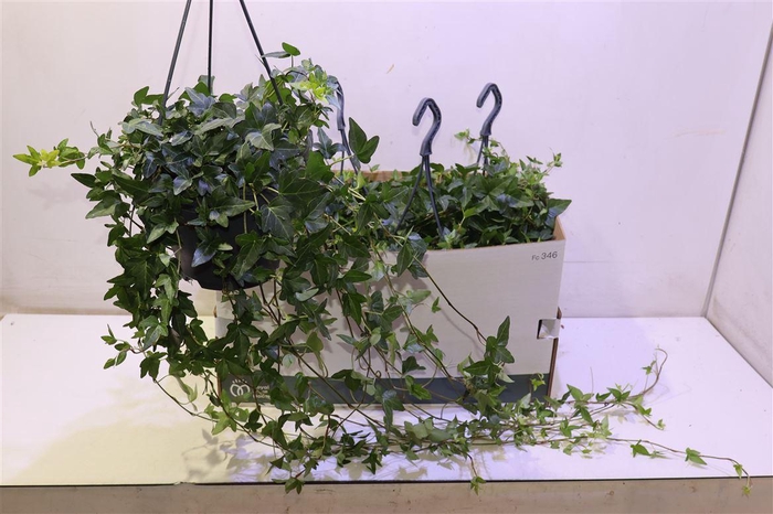 <h4>Hed He Shamrock In Hangpot</h4>