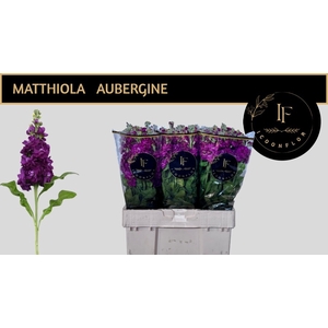 MATTH MILLA AUBERGIN