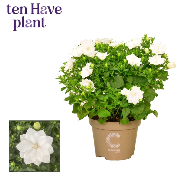 <h4>Campanula iso. 'Dublin White'</h4>