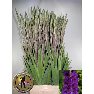 GLAD GR PURPLE FLORA