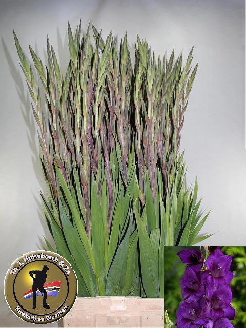 <h4>GLAD GR PURPLE FLORA</h4>