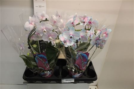 Phal Bow Wonder Of Nature 18+