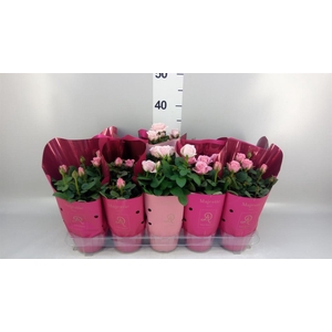 Rosa  'Infinity'   ...mix