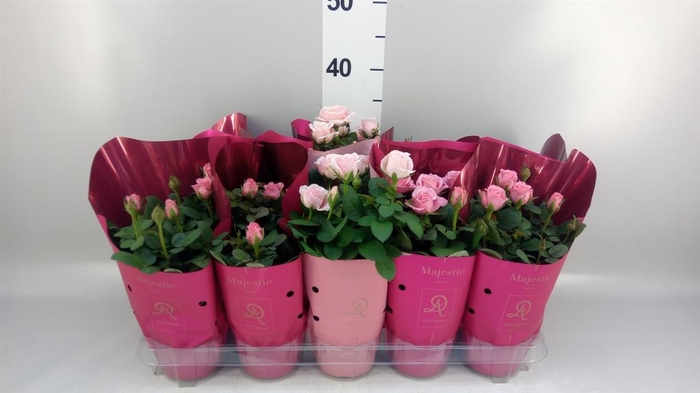 <h4>Rosa  'Infinity'   ...mix</h4>
