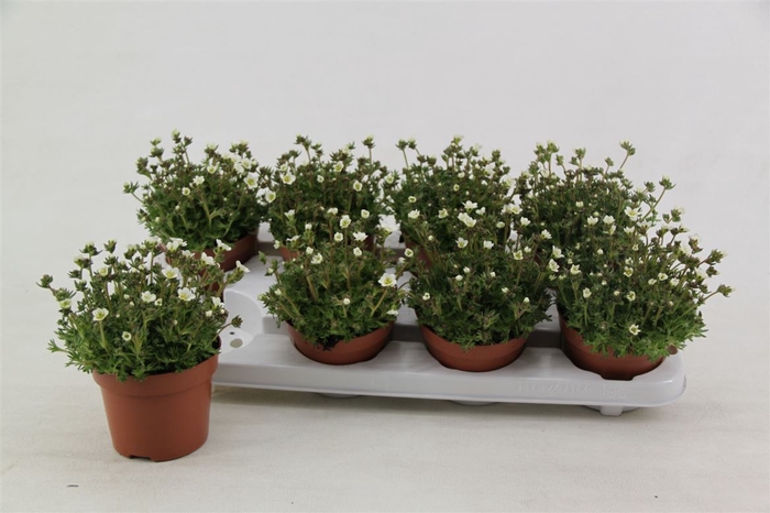 Saxifraga Saxony White