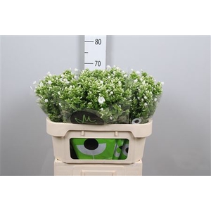 Phlox P Icecap