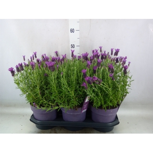 Lavandula stoec. 'Anouk'