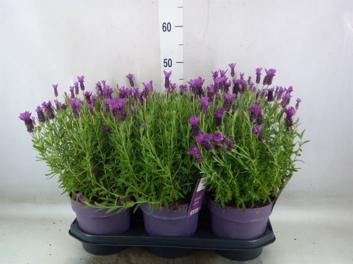 <h4>Lavandula stoec. 'Anouk'</h4>
