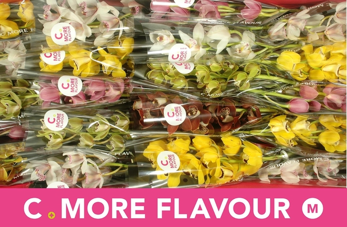 <h4>CYMB MI GEM</h4>