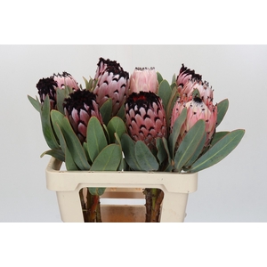 Protea African Didi