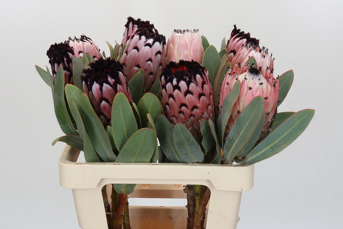 <h4>Protea African Didi</h4>
