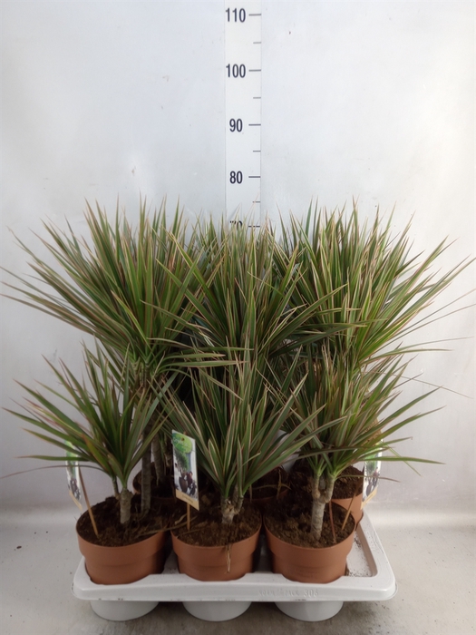 <h4>Dracaena marg. 'Bicolor'</h4>